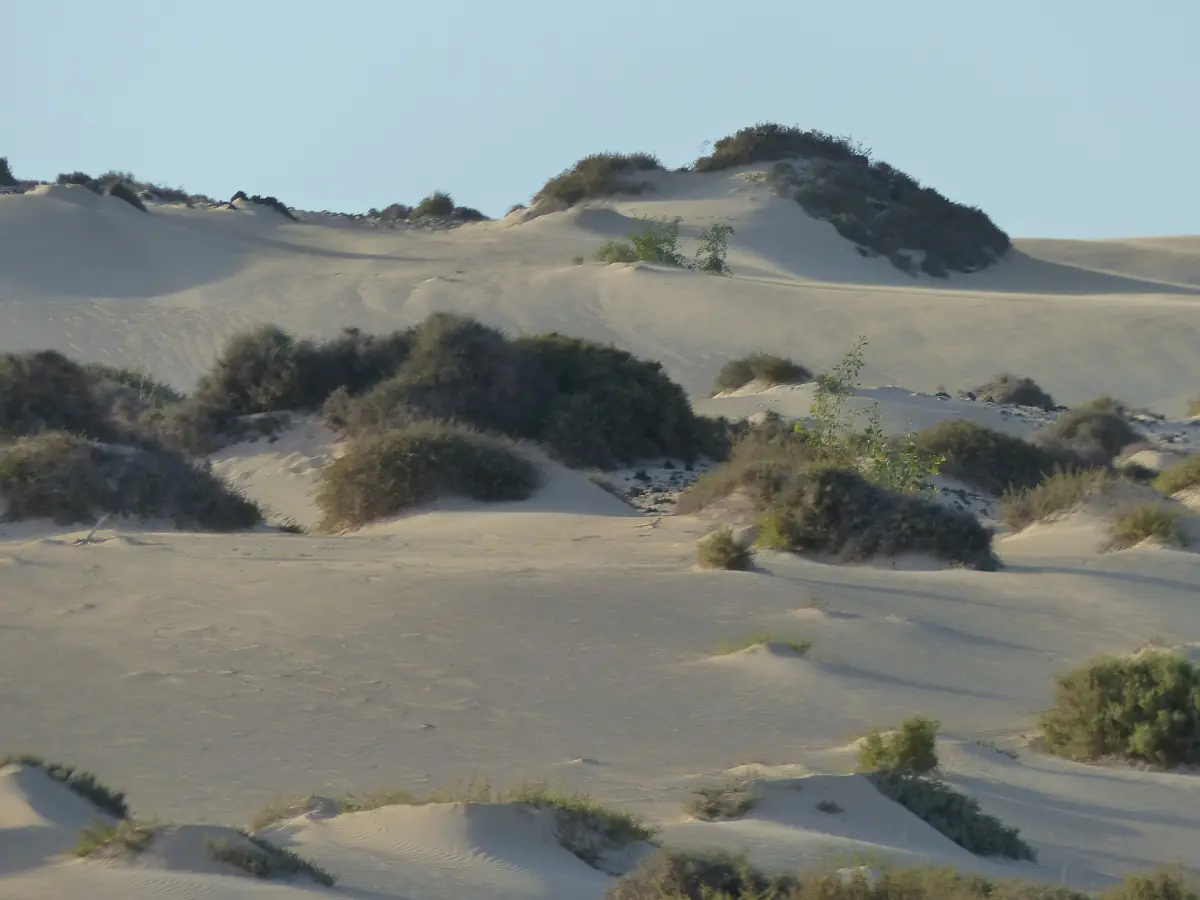 Sand dunes in the Corralejo Natural Park